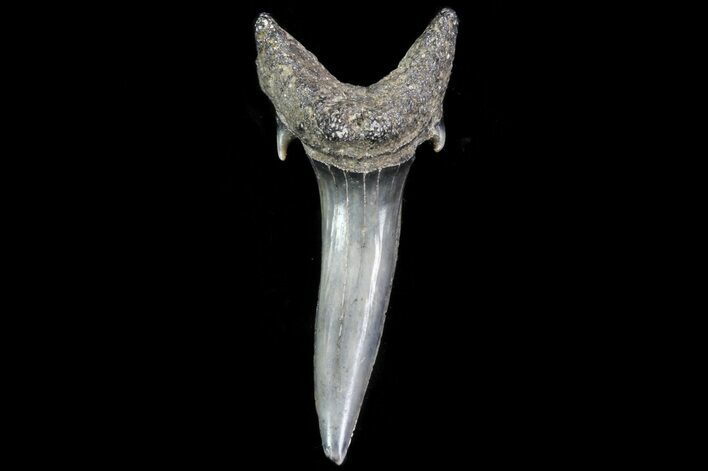 Fossil Sand Tiger Shark Tooth - Georgia #74856
